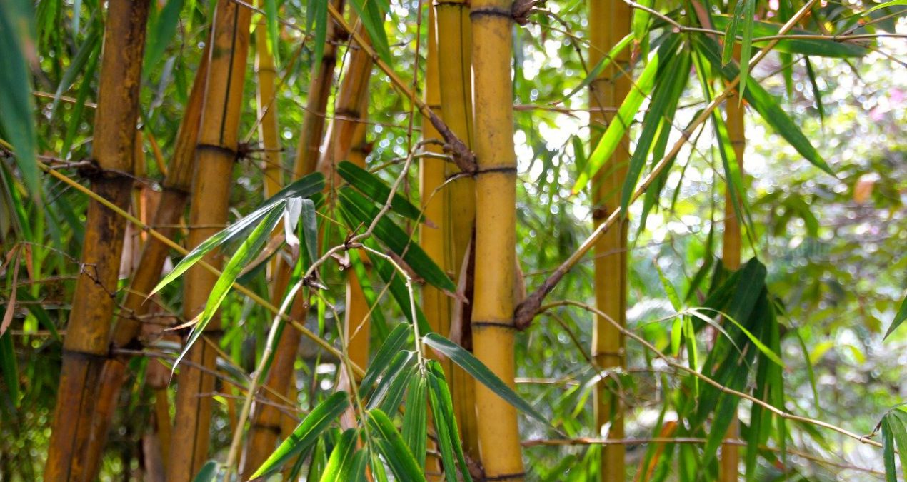 El bambú como material ecológico ¡conócelo!